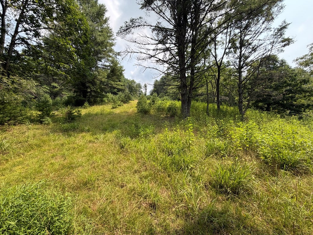 Tbd Hall Hollow Road Austinville, VA 24312 - Photo 54 of 59 Gallery Image 54
