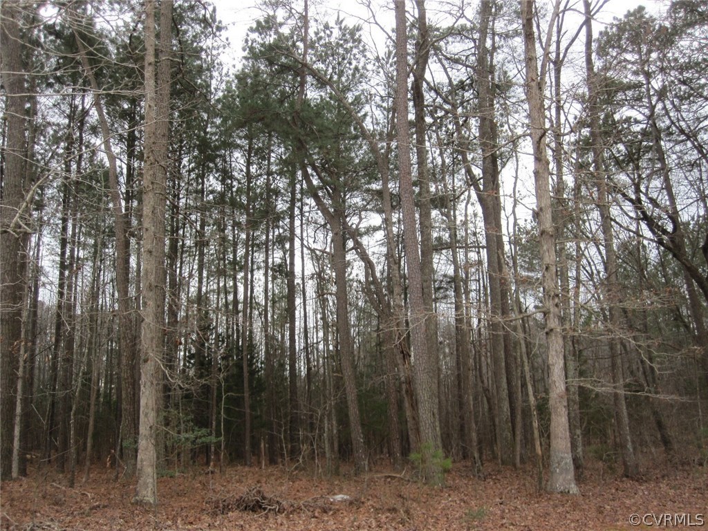 6299 South Hill Road Kenbridge, VA 23944 - Photo 8 of 8 a view of forest