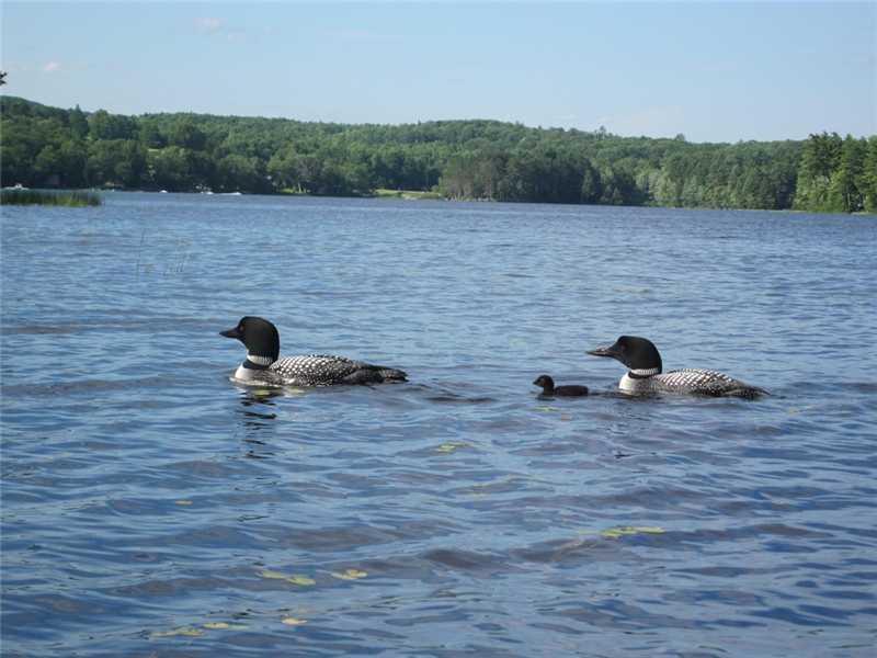 290 Hoffman Shr Road Palermo, ME 04354 - Photo 6 of 28 Other. Your new neighbors!