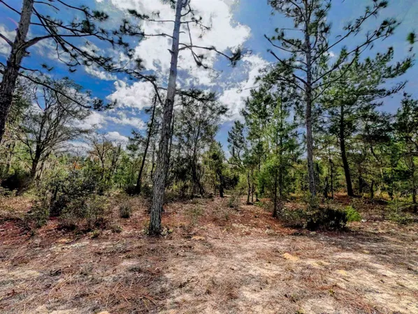 a backyard of a house with lots of trees