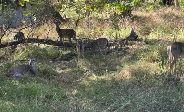 a backyard of a house with wooden fence and a wooden bench