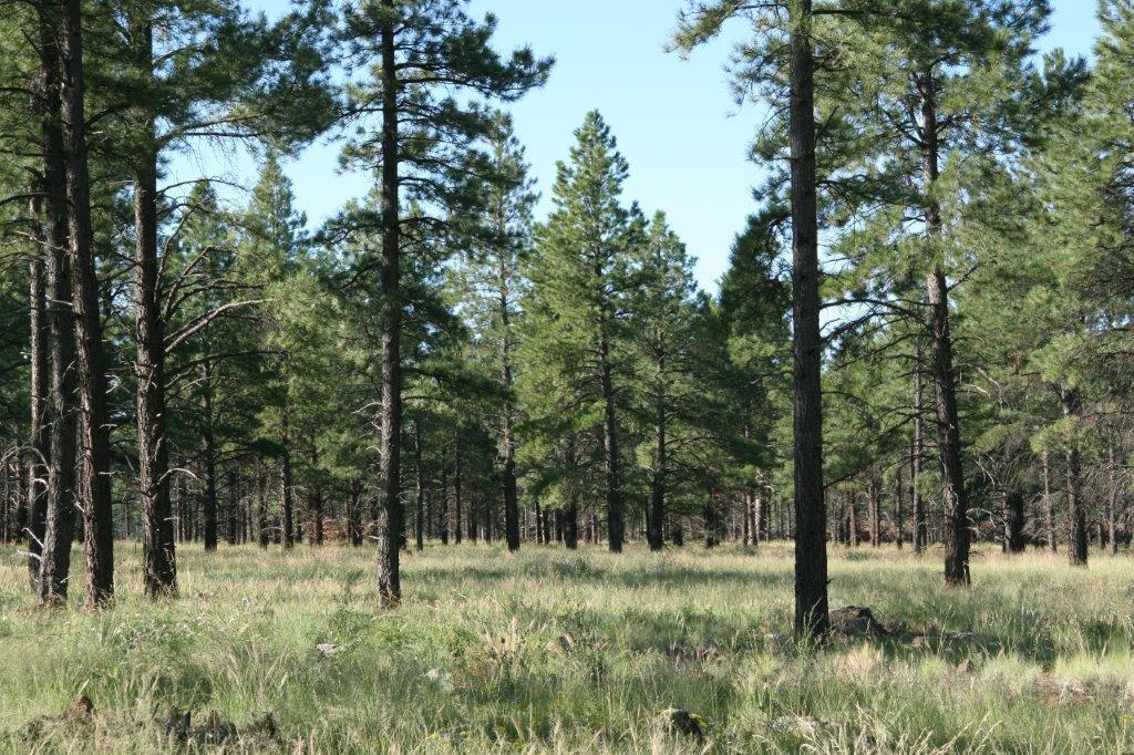 7337 Forest Service 122 Road Happy Jack, AZ 86024 - Photo 3 of 33