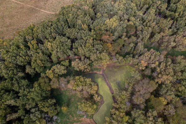 a view of a forest with lots of trees