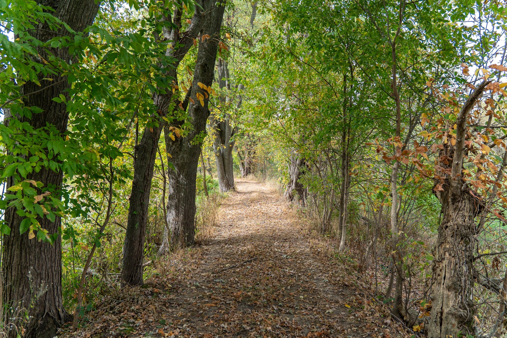 3537-3577 North Iris Hill Road Freeport, IL 61032 - Photo 32 of 60 a view of a forest with trees in the background