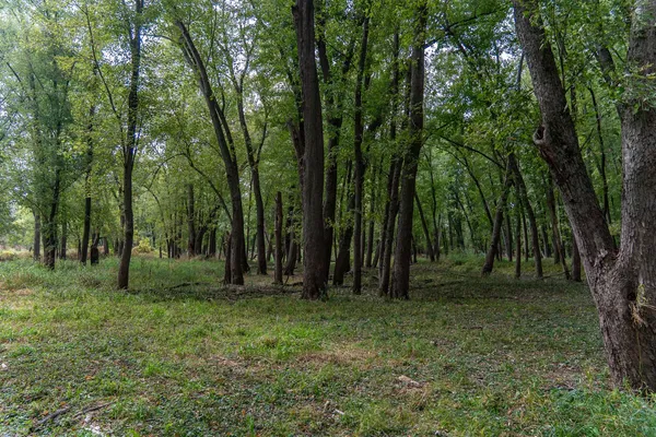 a view of outdoor space with trees all around