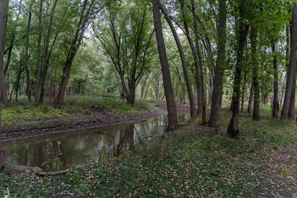 a view of a forest with trees in the background