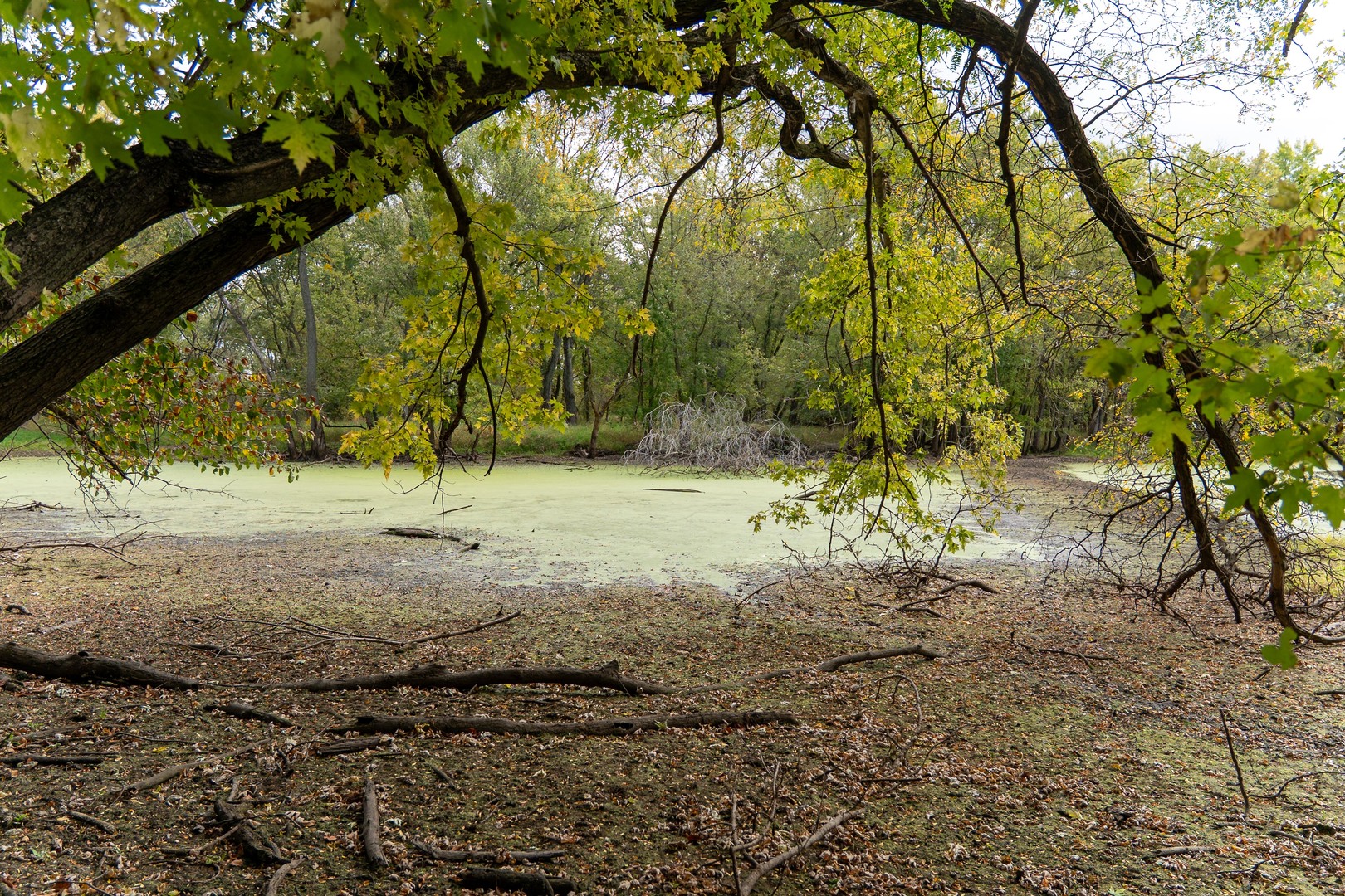 3537-3577 North Iris Hill Road Freeport, IL 61032 - Photo 50 of 60 a view of a yard with a tree