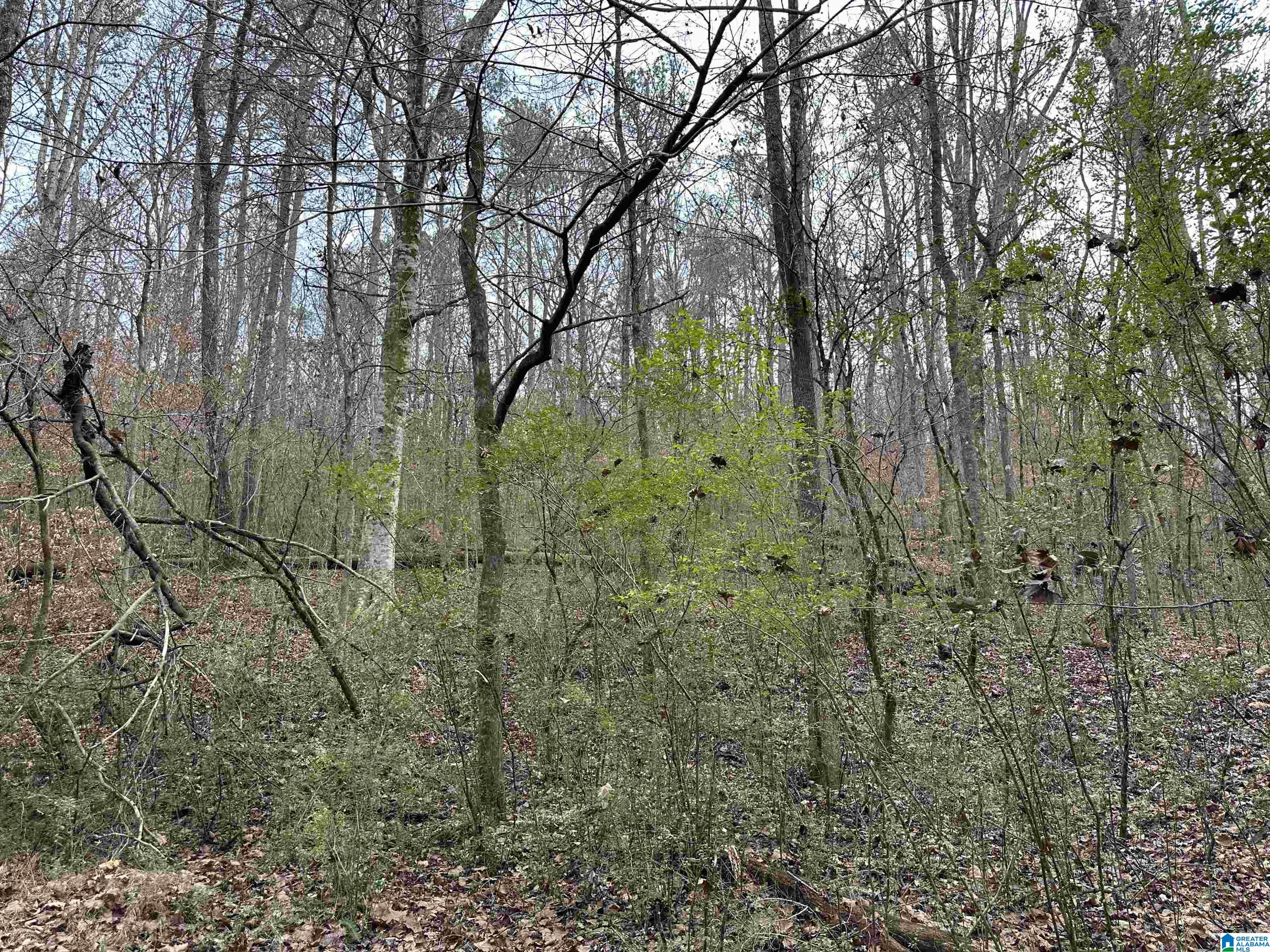 166 Warrior Robbins Road, Unit 6 4 ACRES Warrior, AL 35180 - Photo 9 of 17