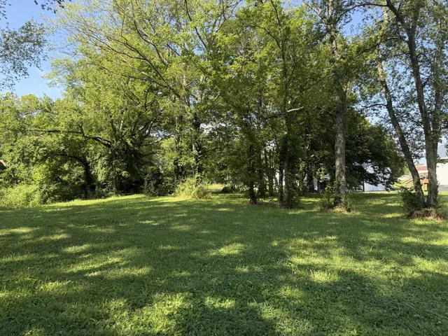 a view of a trees in a yard