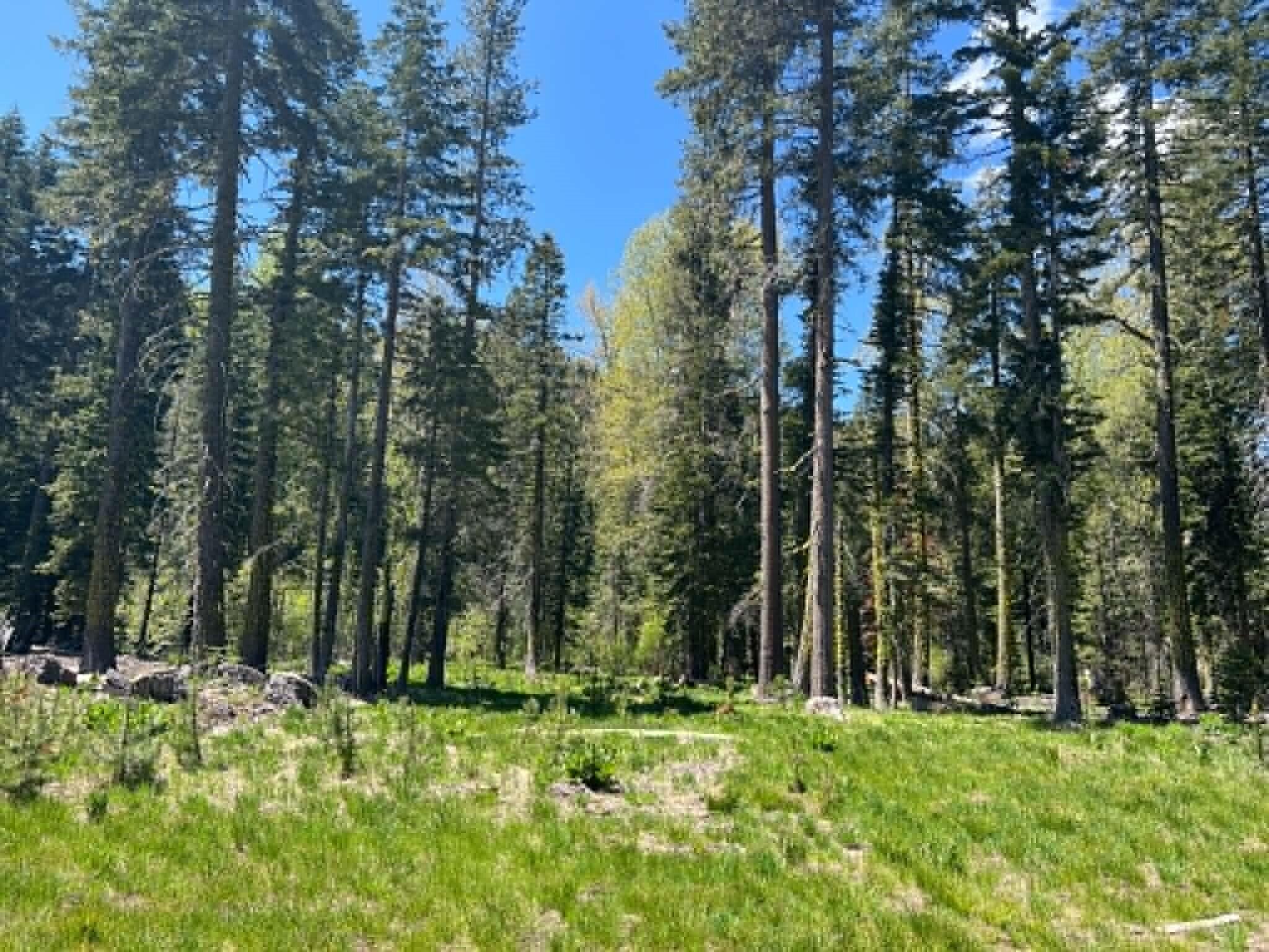 0 Logging Road Shingletown, CA 96088 - Photo 25 of 32 a backyard of a house with lots of green space