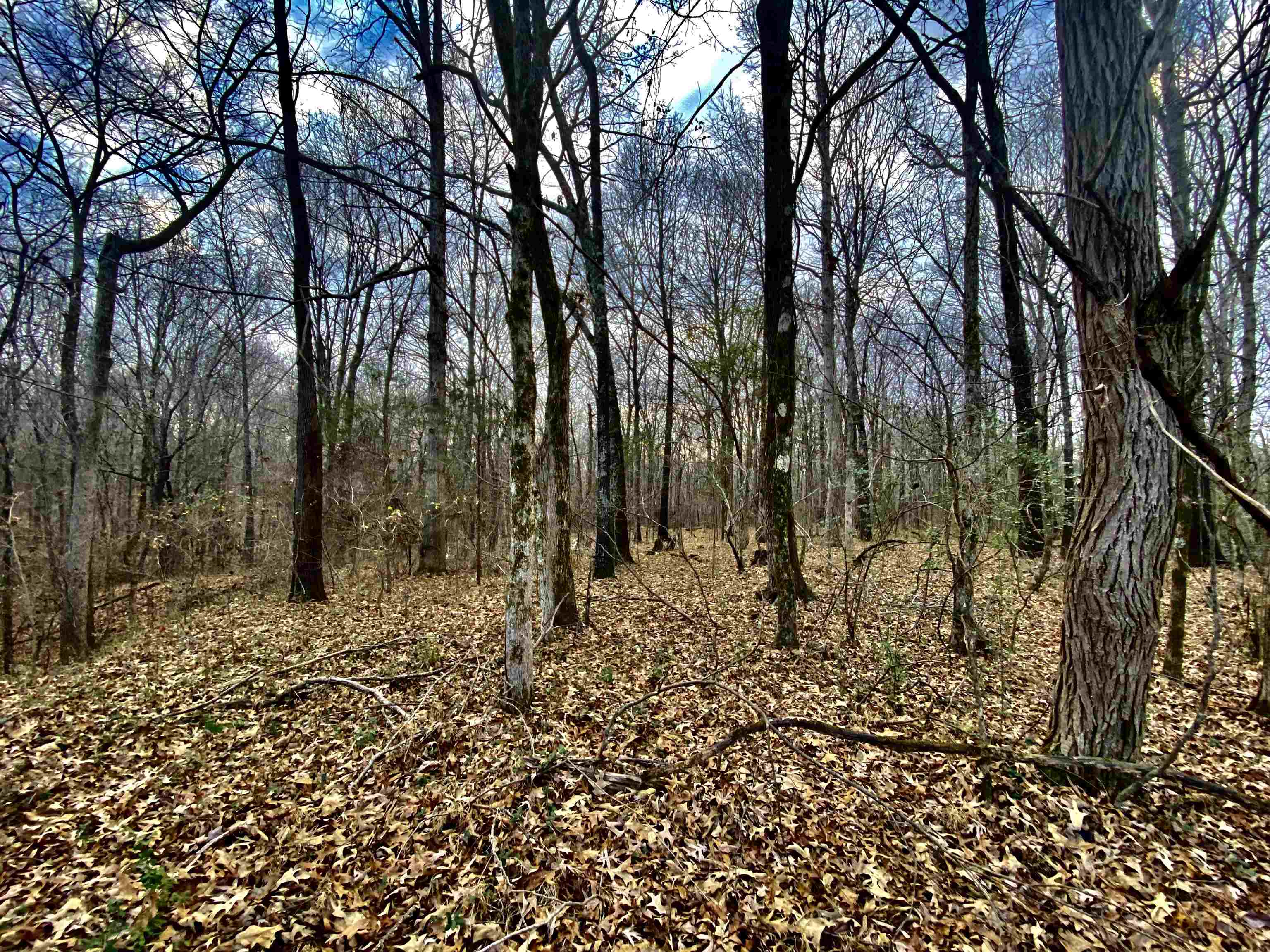 15 Price Road Moscow, TN 38057 - Photo 2 of 16 Gallery Image 2
