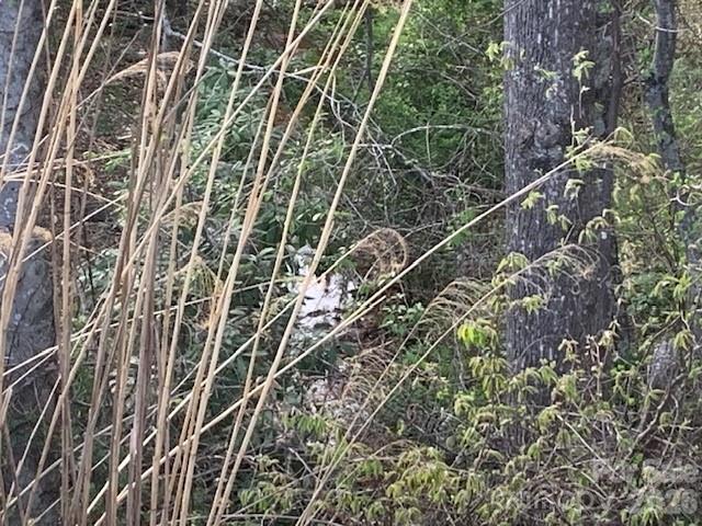 1.0-ac Holbert Cove Road, Unit 2 Saluda, NC 28773 - Photo 1 of 7