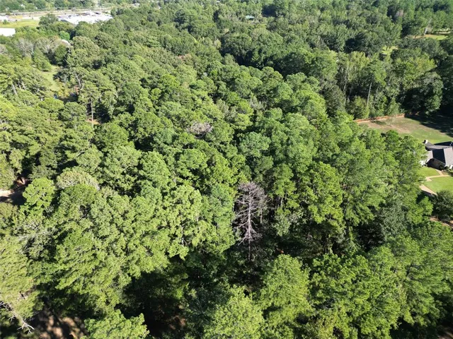 view of a lush green forest with lots of trees