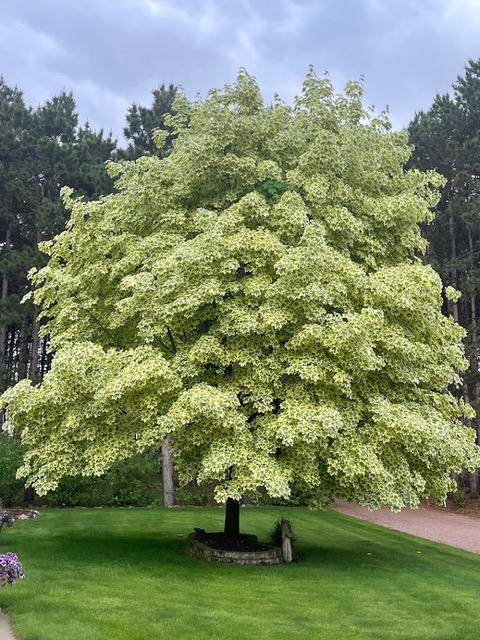 8555 15th Avenue Northwest Rice, MN 56367 - Photo 22 of 64
