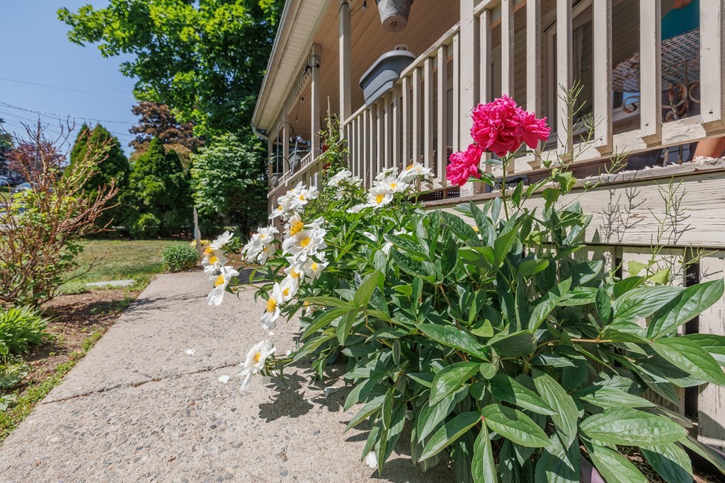 110 Chester Street Worcester, MA 01605 - Photo 2 of 19 a flower plants in front of a house