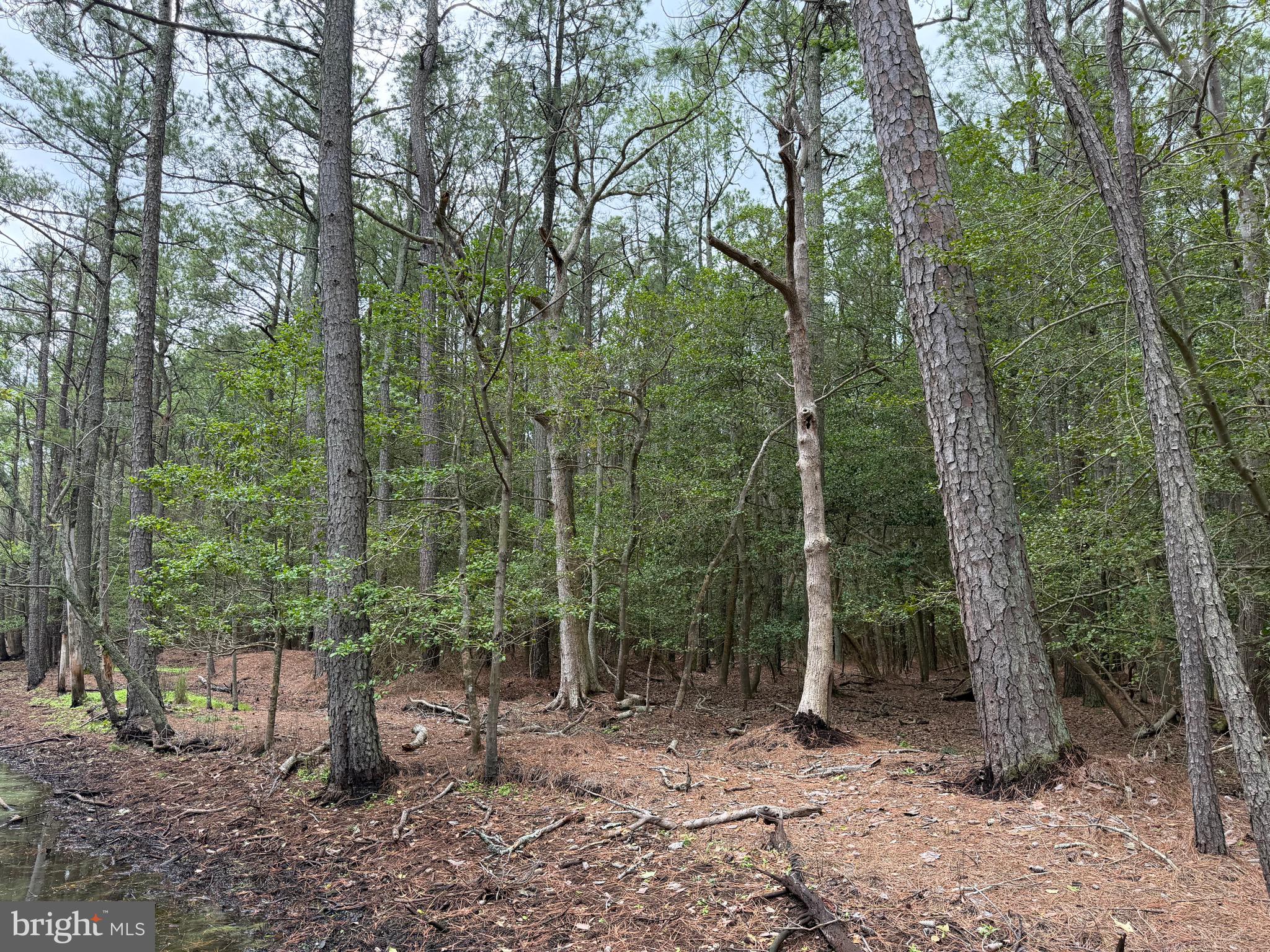 0 Hooper Neck Road Madison, MD 21648 - Photo 77 of 129