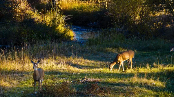 $4,950,000 | 373 Highway 193, Banner, WY 82832