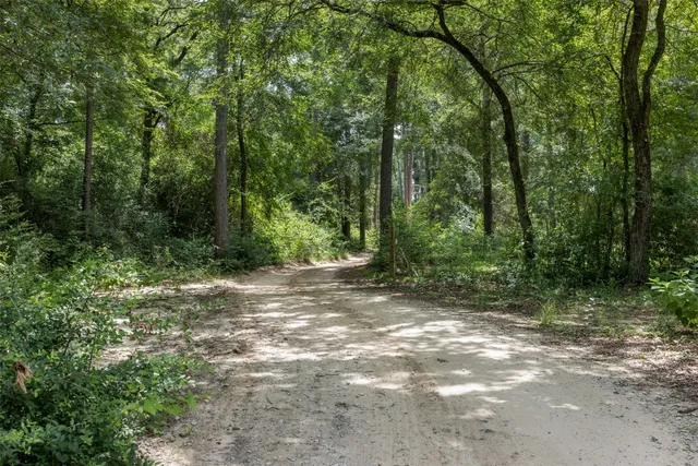 a view of a forest with trees in the background