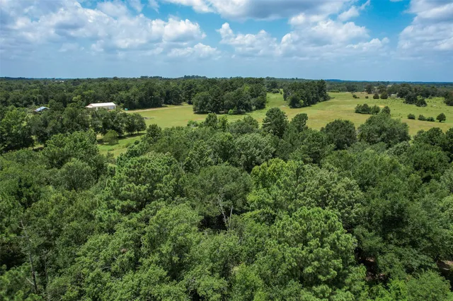 a view of a bunch of trees and bushes