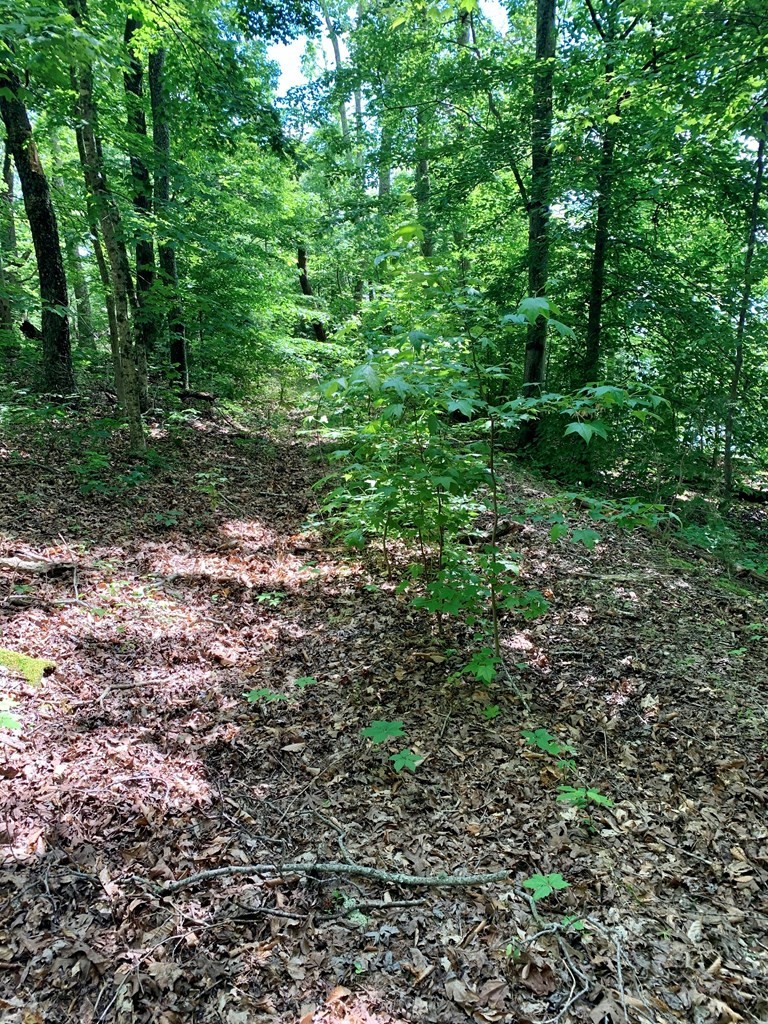0 Red Cloud Trail Spring City, TN 37381 - Photo 36 of 49