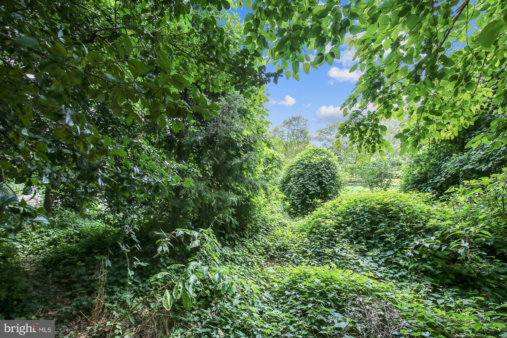 2112 Cascade Road Silver Spring, MD 20902 - Photo 63 of 88 Nature right next door!