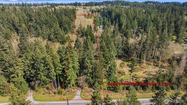 a view of a trees in a yard