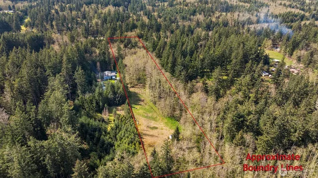 a view of a trees in a yard