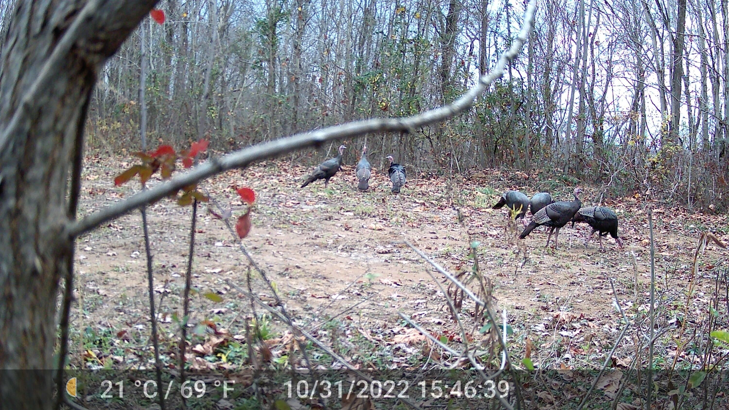 0 County Road 90 Road Crooksville, OH 43731 - Photo 37 of 39 6 turkeys