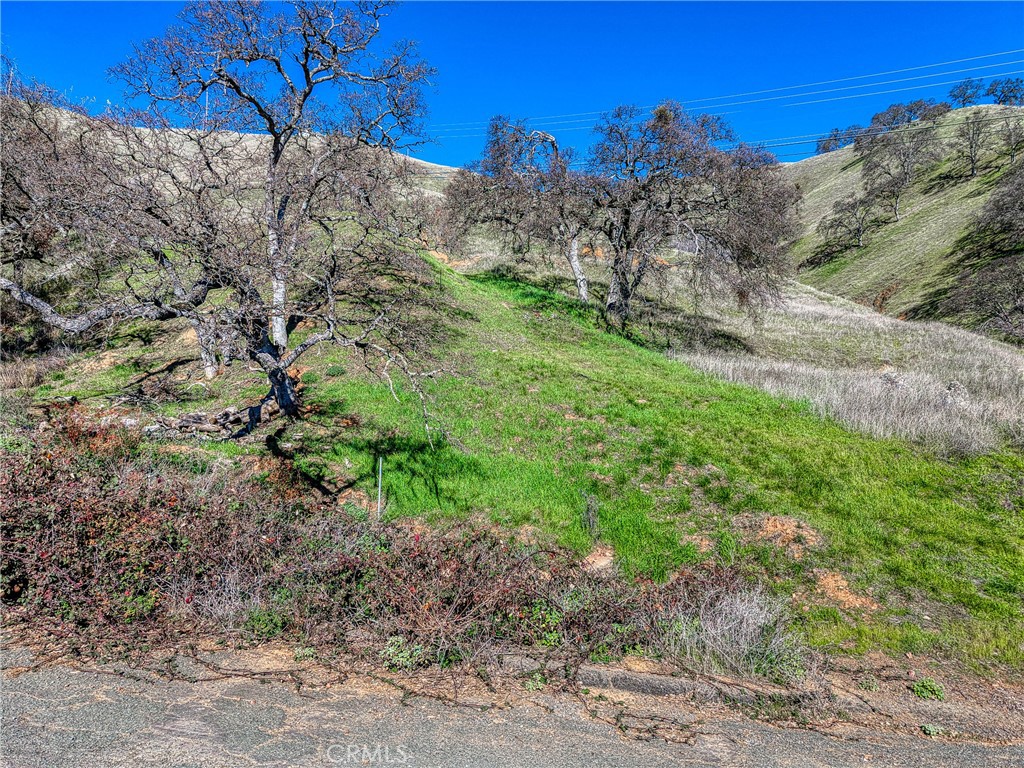 7780 Verna Way Lucerne, CA 95458 - Photo 16 of 28 a view of a dry yard with large trees