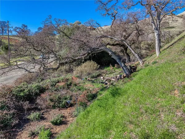 a view of a dry yard with trees