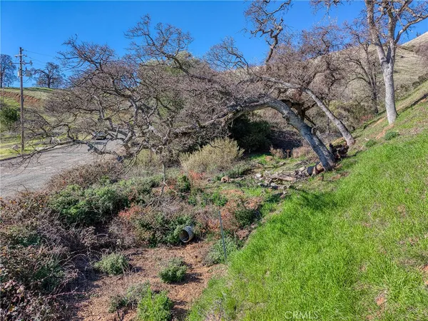 a view of a yard with plants and a tree