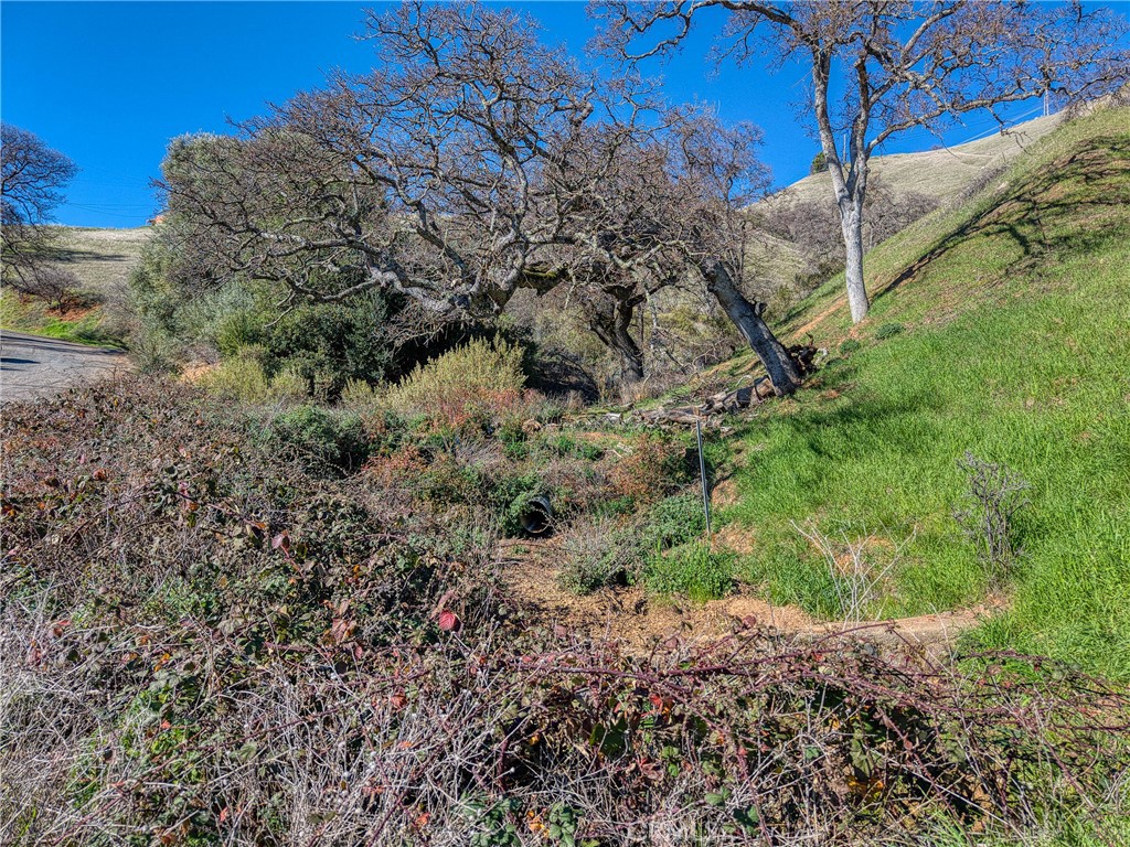 7780 Verna Way Lucerne, CA 95458 - Photo 25 of 28 a view of a yard with plants and a tree