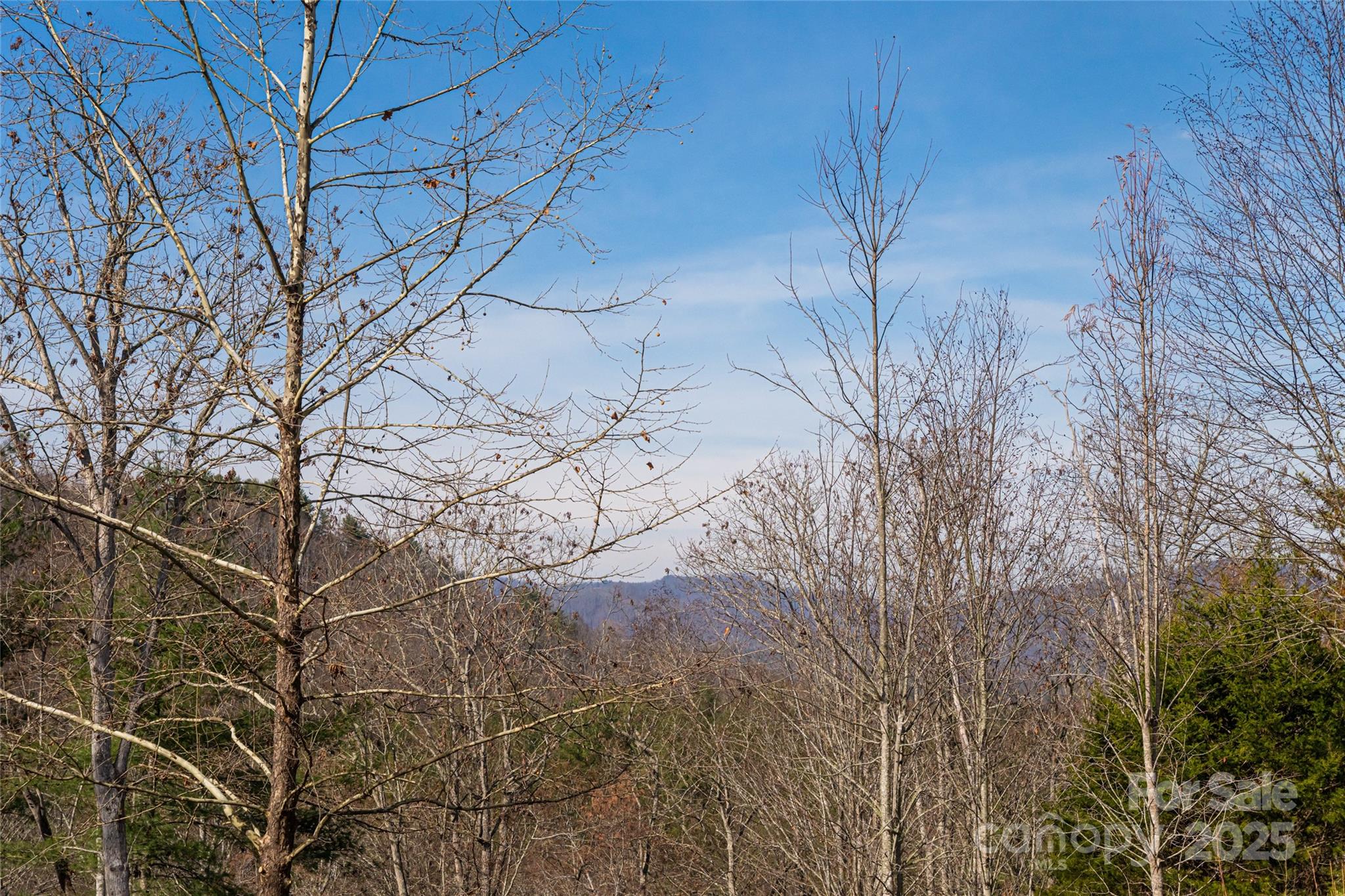 98 Sovereign Lane Fairview, NC 28730 - Photo 34 of 42 a backyard of a house with lots of trees