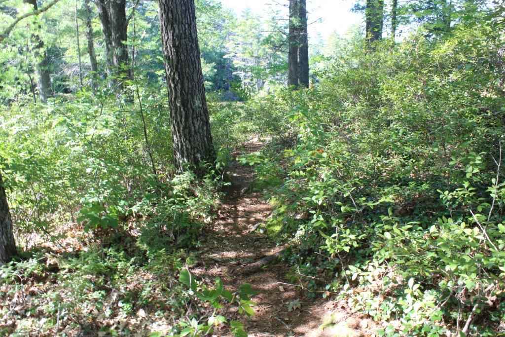 0 Bickford Pond Road Porter, ME 04068 - Photo 6 of 9 Gallery Image 6