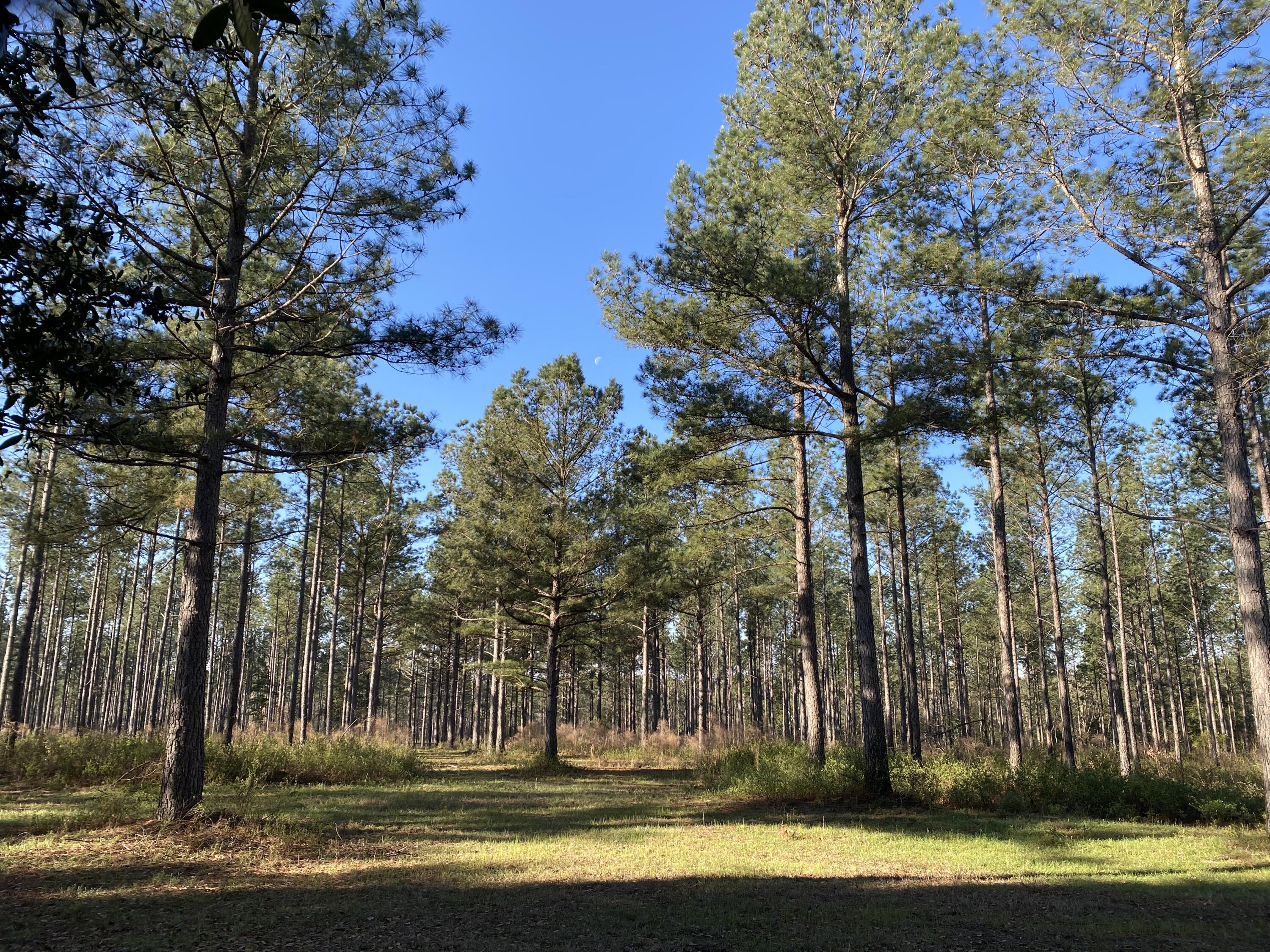1535 Shaws Fork Road Aiken, SC 29805 - Photo 55 of 64