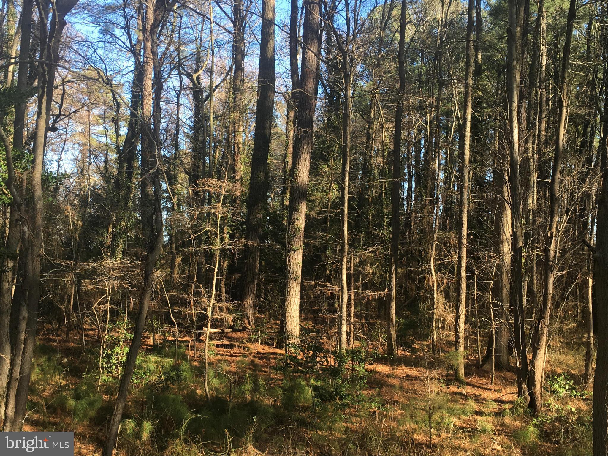 Shipsview Way Piney Point, MD 20674 - Photo 4 of 9 Wooded Lot