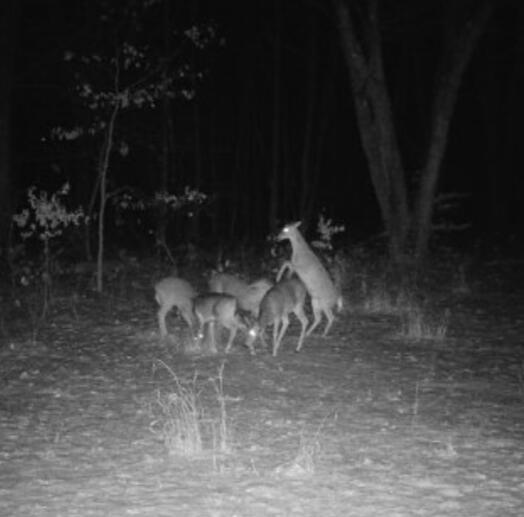 11401 Little George Lake Road Gladwin, MI 48624 - Photo 96 of 98