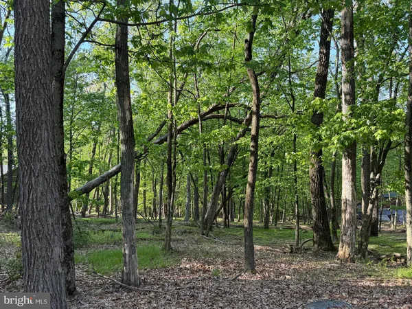 a view of a forest