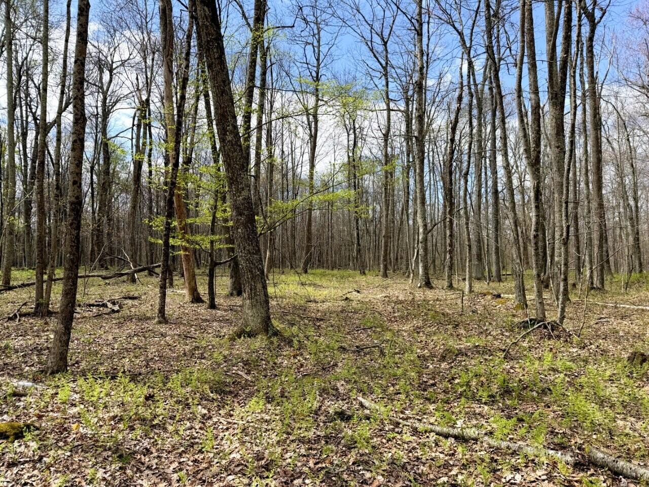 0 Iona Road White Oak, WV 25989 - Photo 63 of 150 Tract-14-IMG_3672