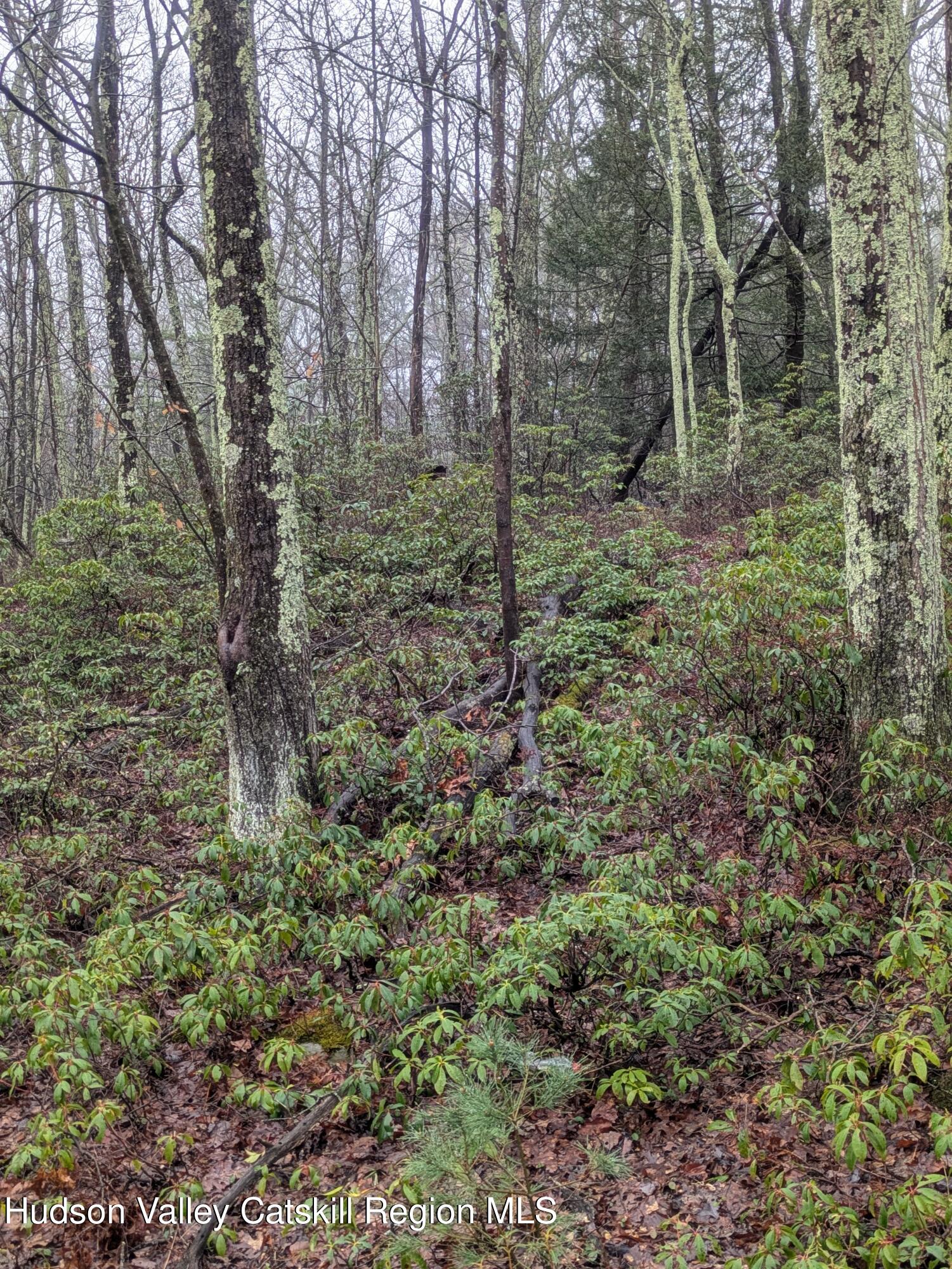 97 Otens Road Greenfield Park, NY 12435 - Photo 2 of 6 a view of a forest with trees
