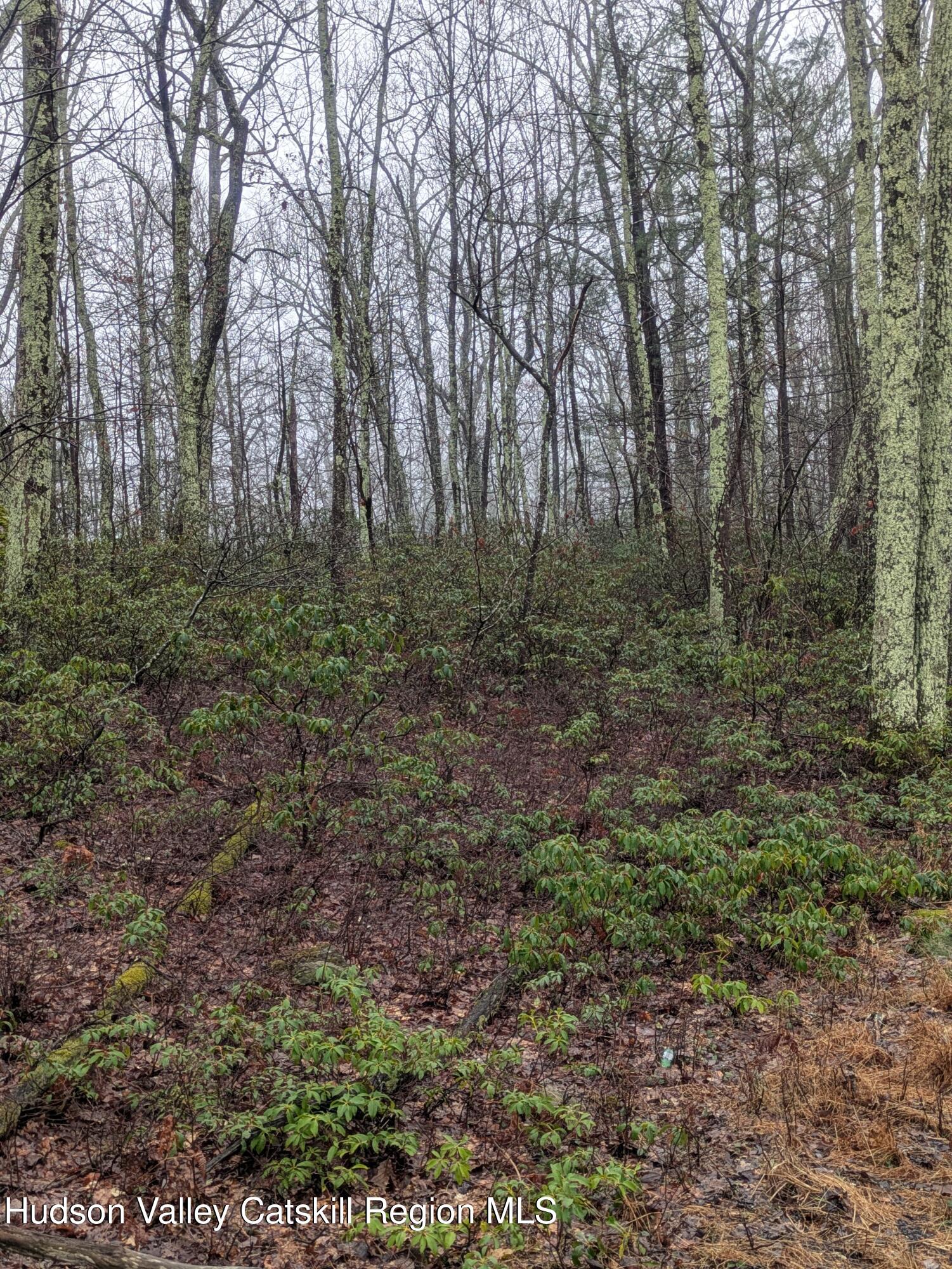 97 Otens Road Greenfield Park, NY 12435 - Photo 3 of 6 a view of a forest with trees in the background