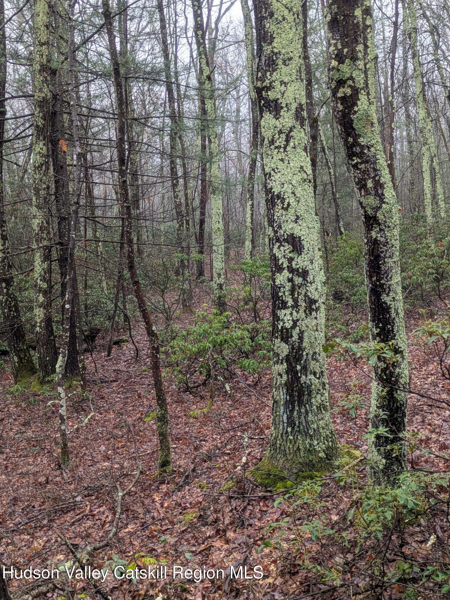 97 Otens Road Greenfield Park, NY 12435 - Photo 4 of 6 a view of a forest with trees