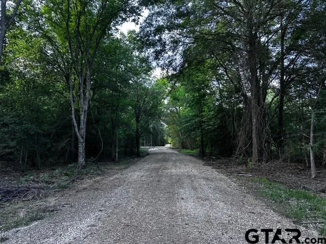 a view of a forest with trees in the background