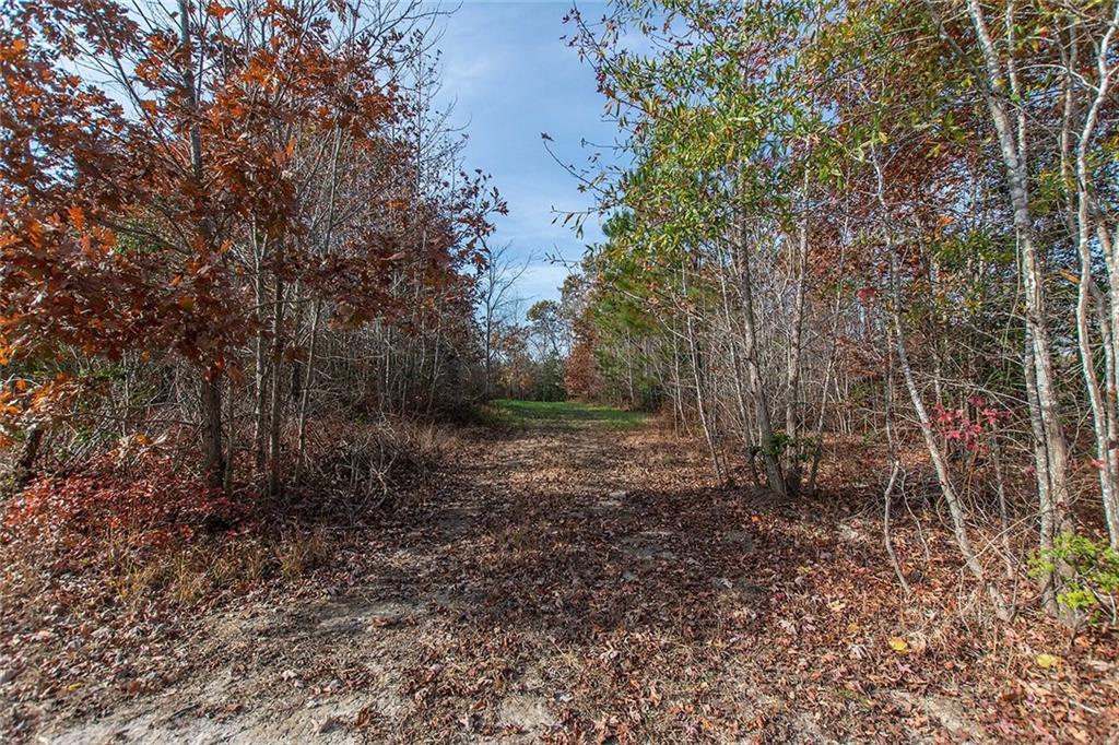 9481 Sturgeon Point Road Charles City, VA 23030 - Photo 37 of 44 a view of a yard