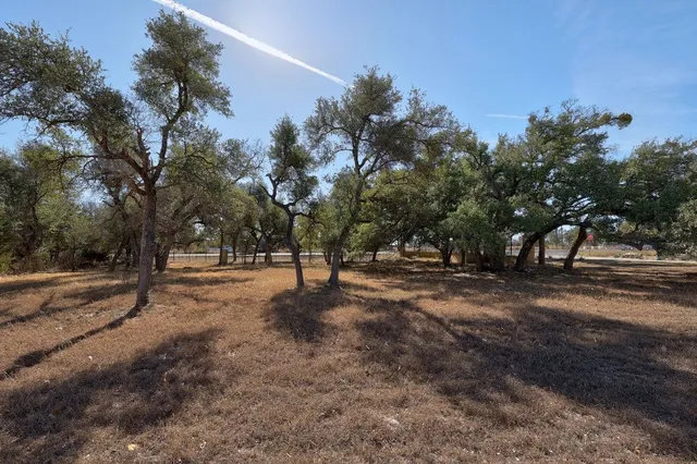 a view of a tree in the middle of a yard