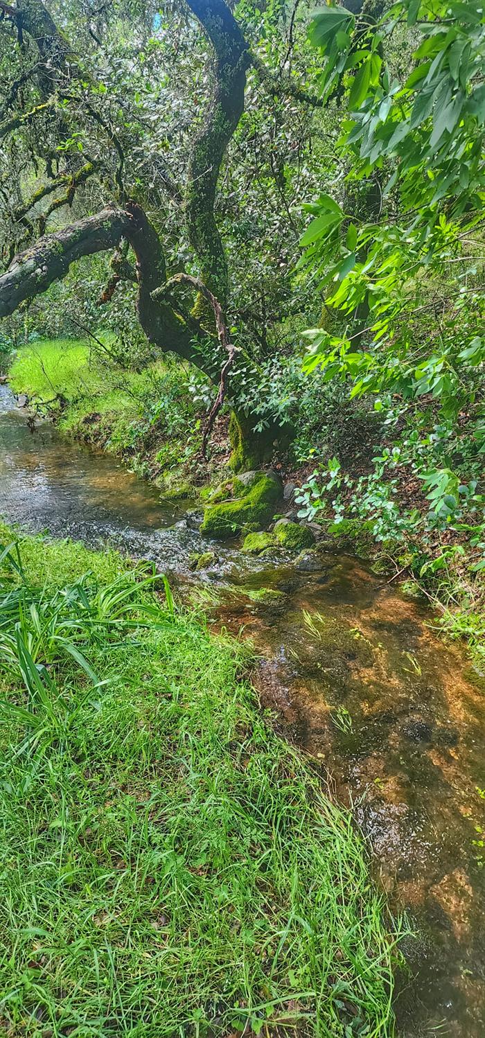 0 Cherry Acres Road Cool, CA 95614 - Photo 11 of 14 a view of a garden