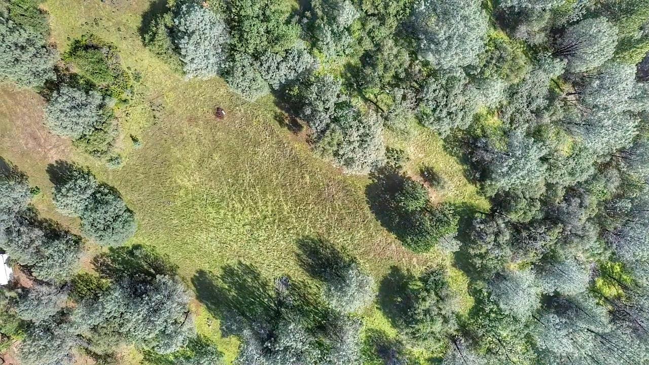 0 Cherry Acres Road Cool, CA 95614 - Photo 6 of 14 a view of a lush green forest with lots of trees