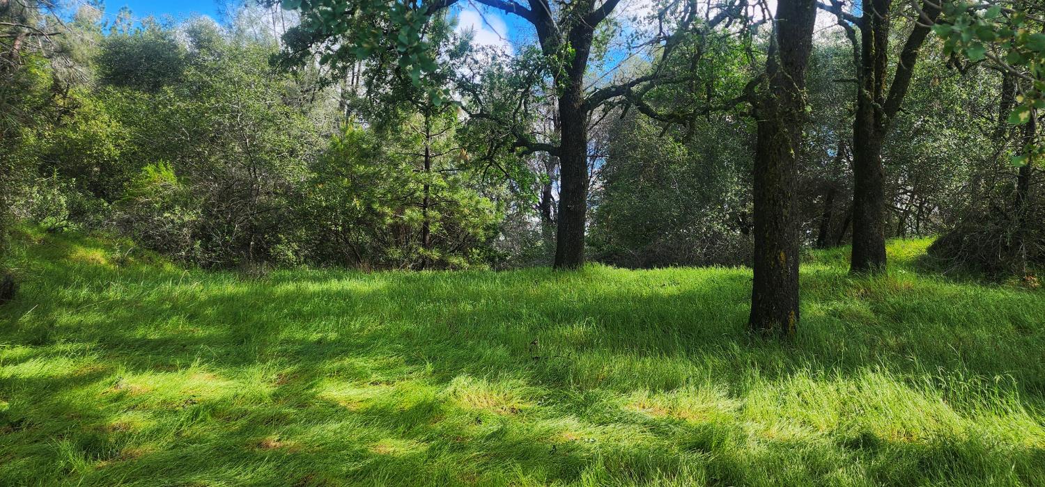 0 Cherry Acres Road Cool, CA 95614 - Photo 9 of 14 a view of lush green forest