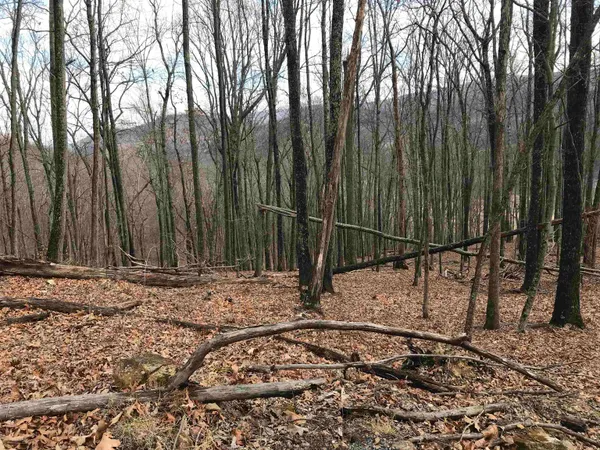 a view of a backyard with trees