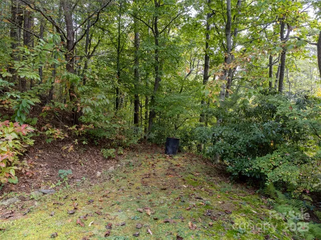 a view of a forest with trees in the background